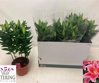 Лілія 'After Eight'