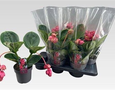 Мединіла 'Mag Lambada'