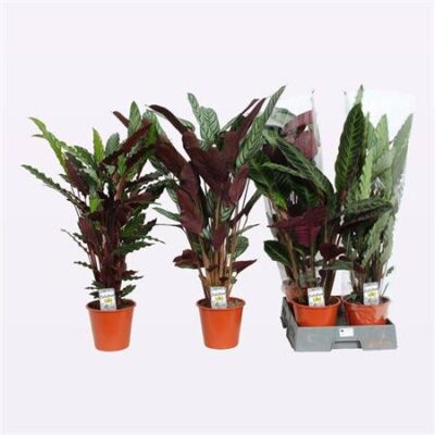 Калатея 'Gem 5 Srt'