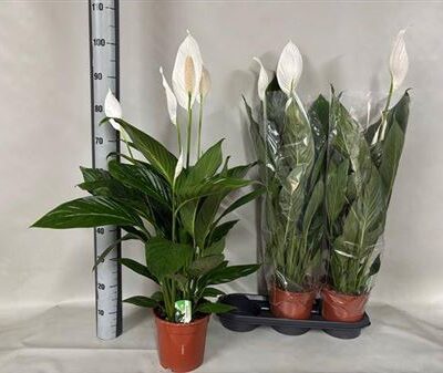 Спатифіліум 'Bingo Cupido'