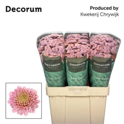 Хризантема 'ELLISON SWEET'