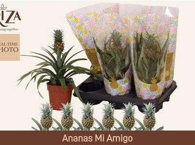 Ананас 'Amigo'