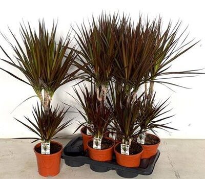 Драцена 'Magenta'