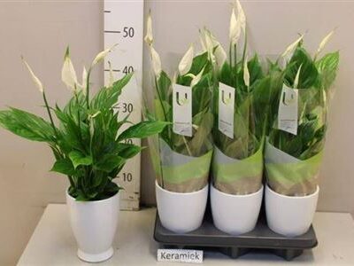 Спатифіліум 'Torelli'