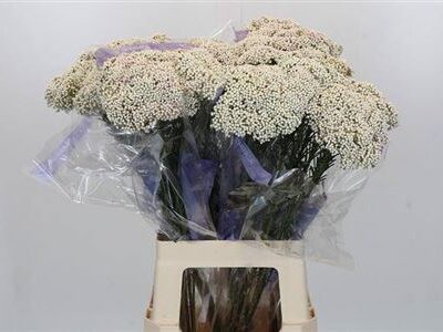 Озотамнус 'Snow Whi'