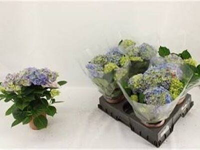 Гортензія 'River blue'