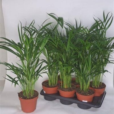 Пальма Арека