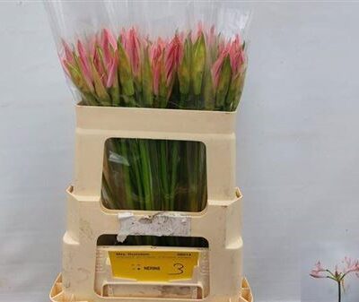 Неріне 'Vesta K'