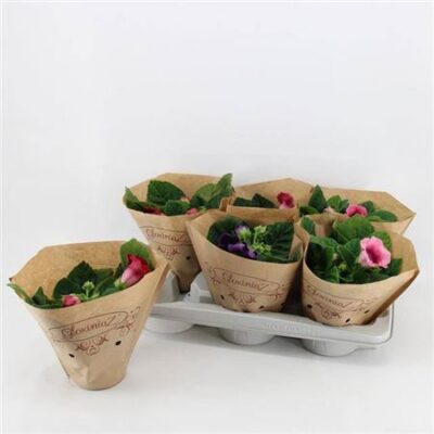 Глоксинія 'Gem'