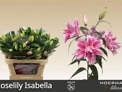 Лілія 'Isabella'