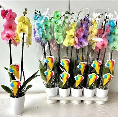 Орхідея 2-х стеблова 'Ov'