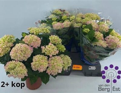 Гортензія 'River rose'