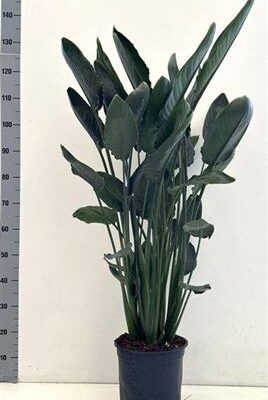 Стриліція 'Reginae'