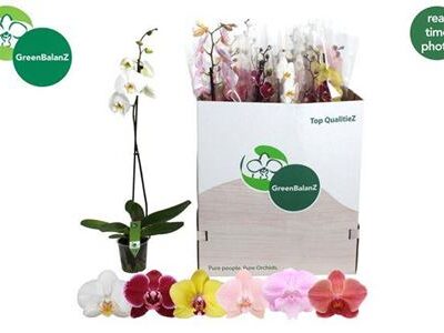 Орхідея 1-стеблова 'Gem 6 Kl'