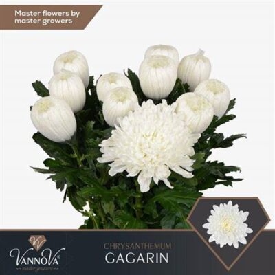 Хризантема 'GAGARIN'