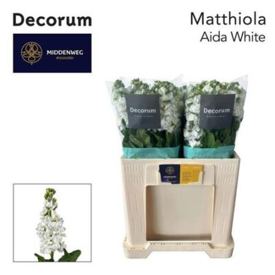 Матіола 'Aida White'