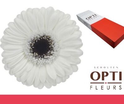 Гербера 'Lido-doos'