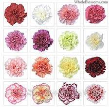 Гвоздика мікс