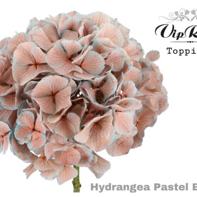 Гортензія 'Pastel Brown'