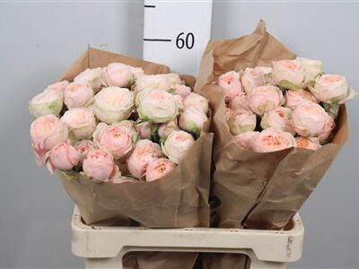 Кущова троянда 'Lady Ella'