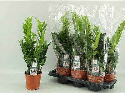 Заміокулькас