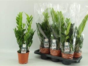 Заміокулькас