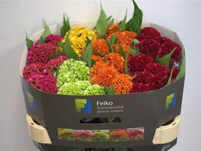 Целозія 'Act Gem Fust'