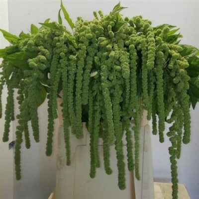 Амарант 'Cycloop'