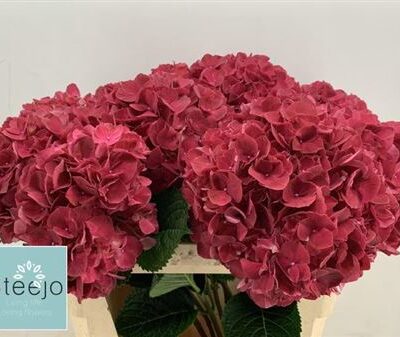 Гортензія 'Rubyred'