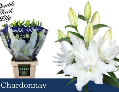 Лілія 'Du Chardonnay'