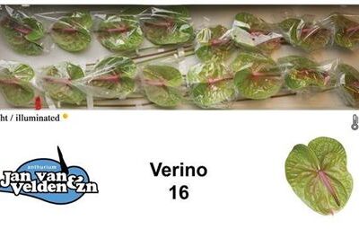 Антуріум 'Verino'