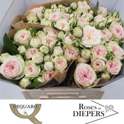 Кущова троянда 'Balleri Summerh'