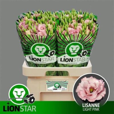 Еустома 'LISANNE L PINK'