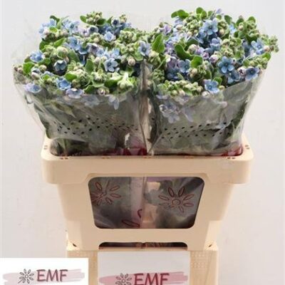 Оксіпеталум ' Tan Pur Blu'