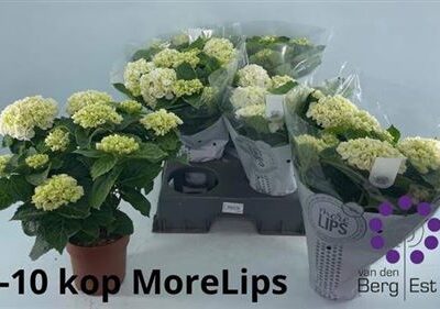 Гортензія 'Crystal Palac'