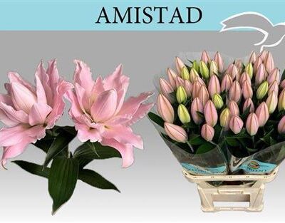ЛІлія 'Amistad'