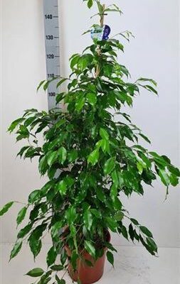 Фікус 'Exotica'