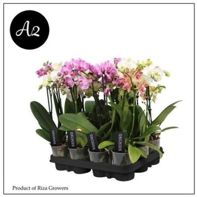 Орхідея 1 стеблова мультифлора 'Gem 5 Kl'