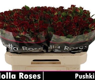 Кущова троянда 'Pushkin'