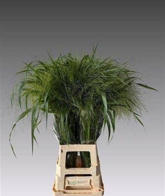 Панікум 'Fountain'