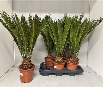 Цикас 'Revoluta'