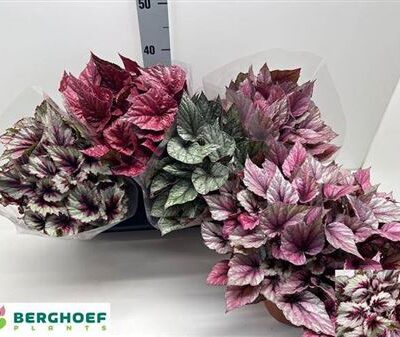 Бегонія 'Bel Gem'