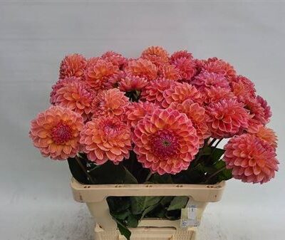 Жоржина 'Baby'