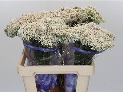 Озотамнус  'Cooks Snow Whi'