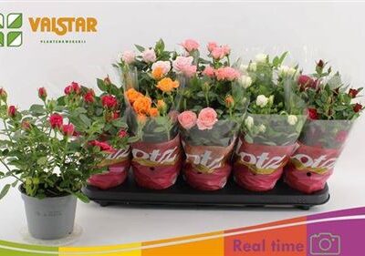 Троянди в горщику 'Gem 5 Kl'