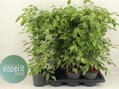 Фікус 'Golden King'