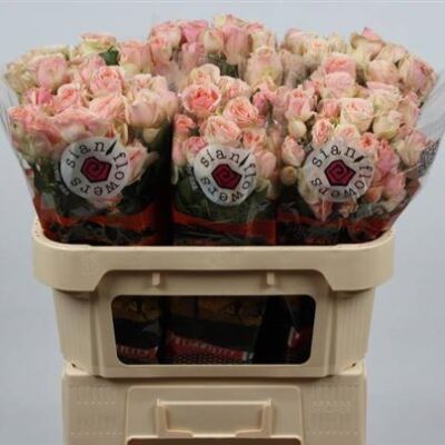 Кущова троянда 'Ov cream'