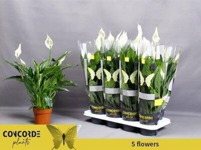 Спатифіліум 'PICO CUPIDO'