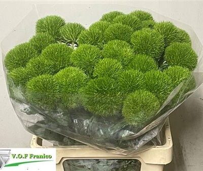 Гвоздика 'Kiwi Cool'