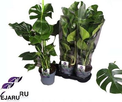 Монстера 'Deliciosa'